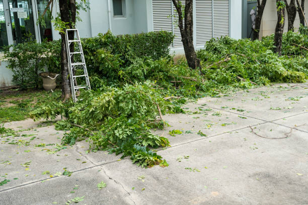 Best Tree Cutting Near Me  in Kearney, MO